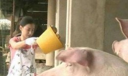 小猪崽子爆料赌王视频,小猪崽子揭露赌坛风云