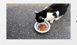 猫咪爆料视频素材下载大全,萌宠瞬间，欢乐集结