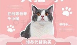 猫咪爆料视频素材下载大全,萌宠瞬间，欢乐集结