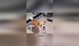 爆料狗子模仿的视频,揭秘宠物界的“才艺达人”