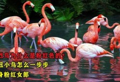 粉红色的火烈鸟在线观看,一场梦幻般的视觉盛宴