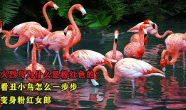 粉红色的火烈鸟在线观看,一场梦幻般的视觉盛宴