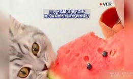 猫咪在线免费吃瓜,在线免费畅享萌宠趣味时光