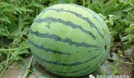 新疆西瓜最新事件爆料,揭秘产业链疑云与市场波动