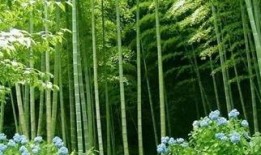 吃瓜小竹子小说免费阅读,揭秘娱乐圈背后的秘密