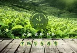 中国茶叶爆料视频最新版,传承与创新共舞