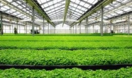 老婆爆料水果大棚视频,老婆爆料水果大棚，带你走进绿色生态世界
