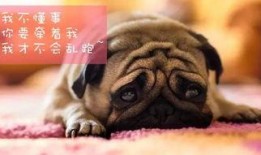 巴哥在哪发的爆料视频啊,揭秘视频背后的故事