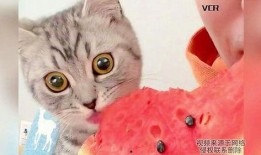 猫咪在线免费吃瓜,在线免费畅享萌宠趣味时光